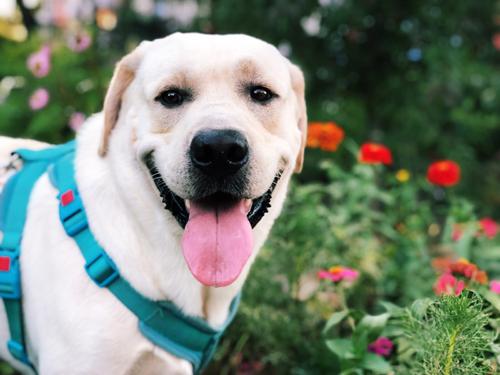 养拉布拉多的禁忌