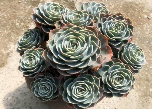 玉蝶徒长了怎么办