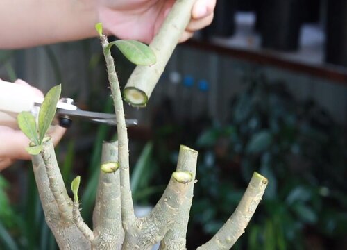 沙漠玫瑰开完花如何修剪越涨越旺