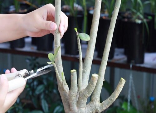 沙漠玫瑰开完花如何修剪越涨越旺