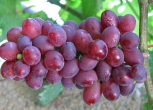 解酒的水果有哪些