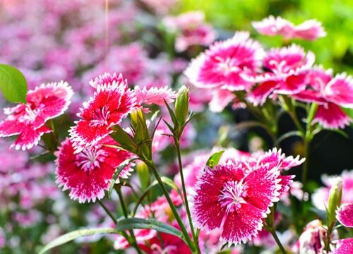 石竹是什么花序类型