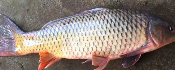 怎么挑新鲜的鲤鱼