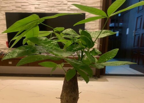 发财树花语象征与寓意