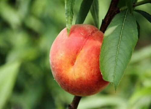 桃子可以冷冻保存吗