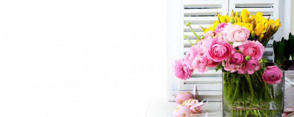 卧室室内适合养什么花草