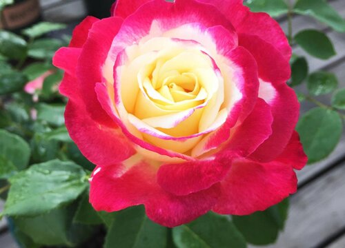 月季花适合种在什么地方