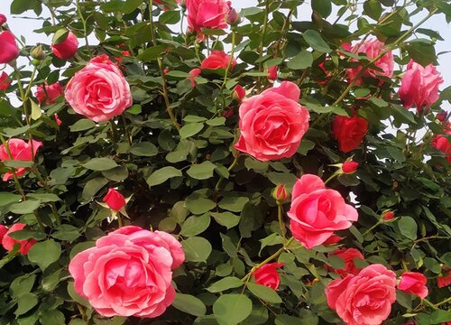 月季花适合种在什么地方