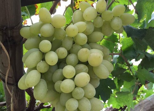 葡萄生长时期及需肥特性