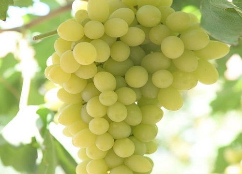 葡萄生长时期及需肥特性