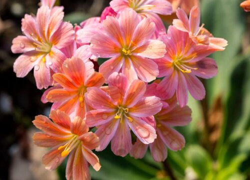 家里面阳台种什么花好看又好养