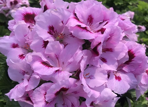 家里面阳台种什么花好看又好养