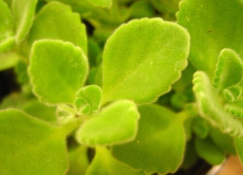 家里面阳台种什么花好看又好养