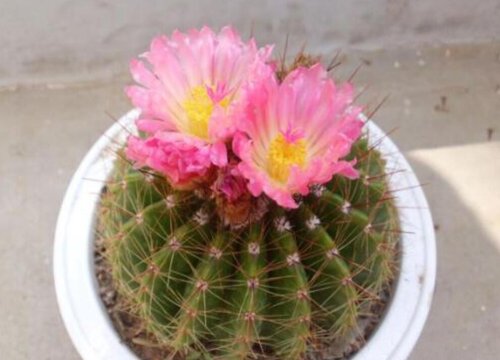 家里面阳台种什么花好看又好养