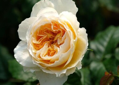 家里面阳台种什么花好看又好养