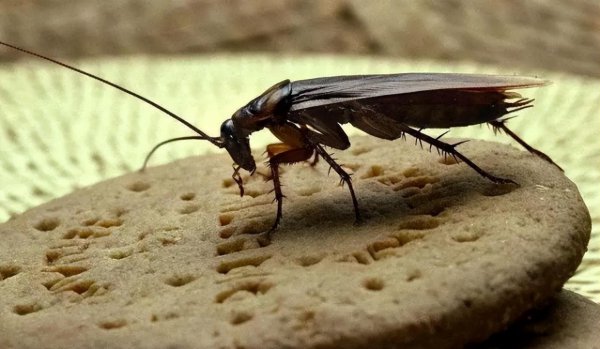 蟑螂会自己消失吗