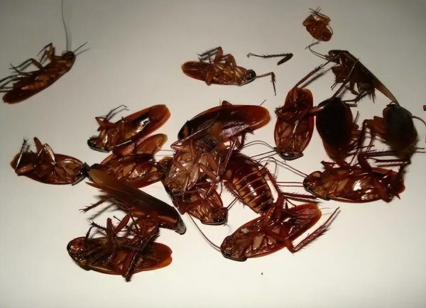 蟑螂会自己消失吗