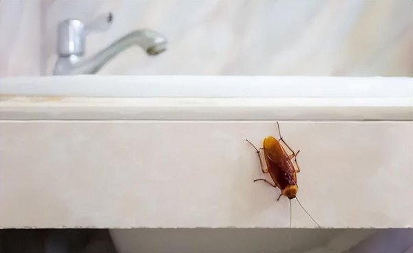 蟑螂会自己消失吗