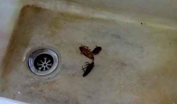 蟑螂会自己消失吗