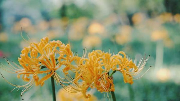 忽地笑种子什么时候播种好