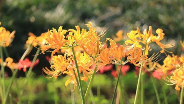 忽地笑种子什么时候播种好