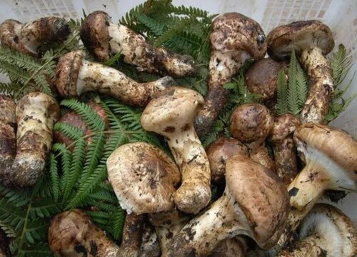 松茸的是热性还是凉性