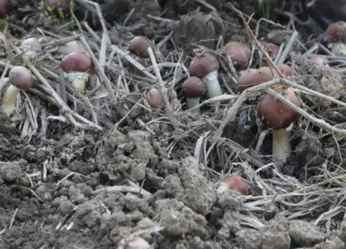 松茸的是热性还是凉性