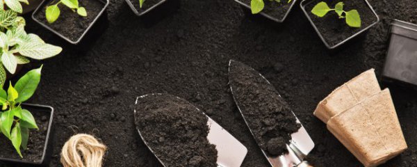 吊瓜怎么养才能更旺盛