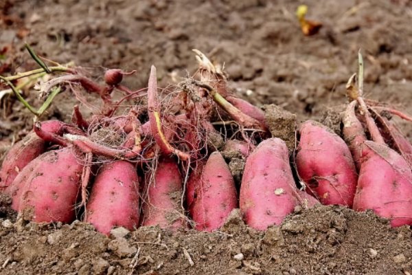 西瓜红红薯品种介绍及资料