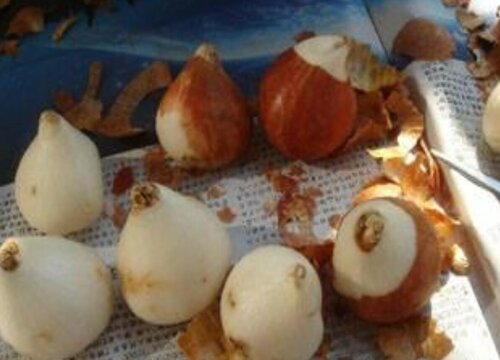 郁金香水培放多少水