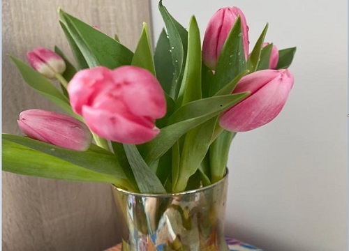 郁金香水培放多少水