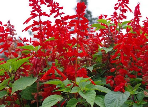 一串红什么时候开花