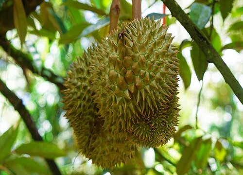 榴莲几月开花几月结果