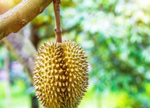 榴莲几月开花几月结果