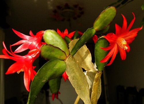 假昙花什么时候开花