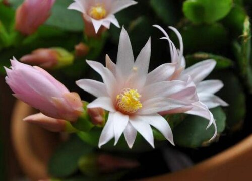 假昙花什么时候开花