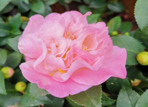 夏季茶花花苞无法展开是什么原因