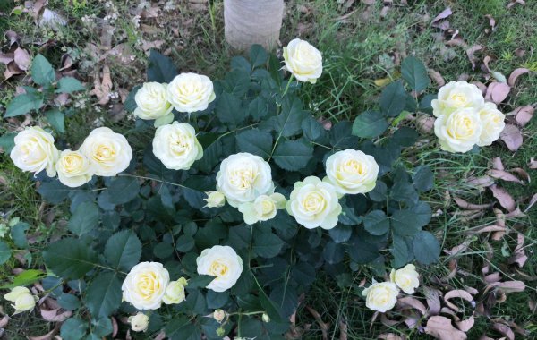 奶油龙沙月季特点介绍