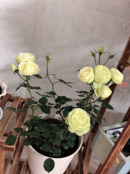 奶油龙沙月季特点介绍