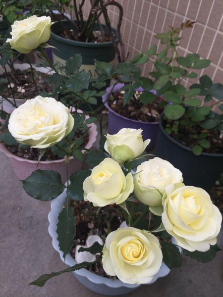 奶油龙沙月季特点介绍