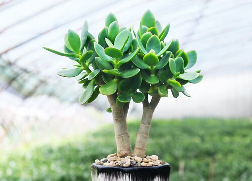 如何才能把玉树养成老桩盆景