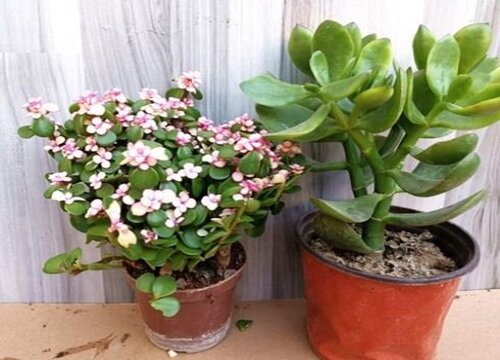 如何才能把玉树养成老桩盆景