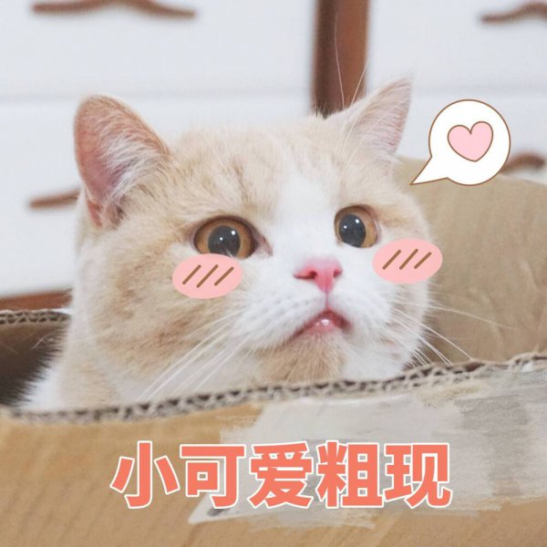 哪几种猫粮是比较安全可靠的品牌