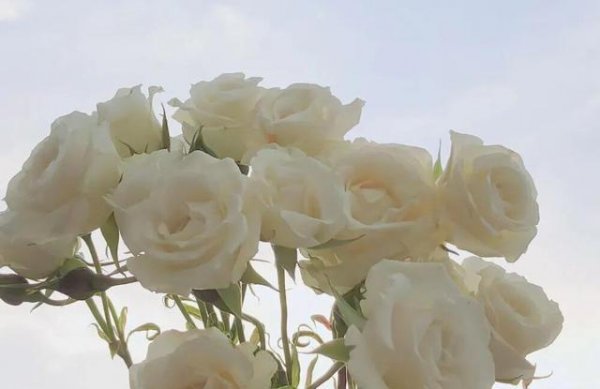 白羊座男生对待爱情的态度