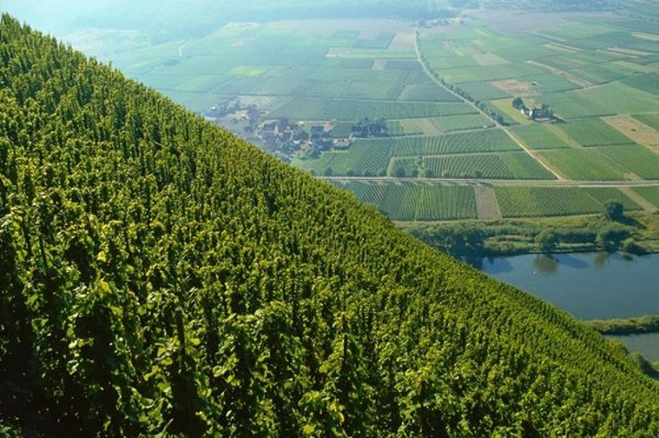 雷司令是什么酒