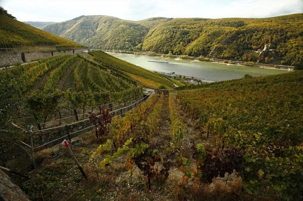 雷司令是什么酒