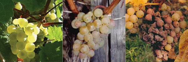 雷司令是什么酒