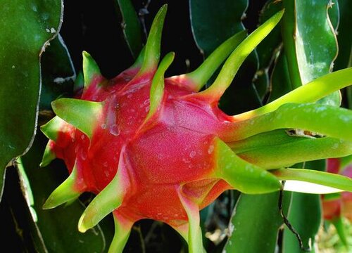 如何判断火龙果果实成熟