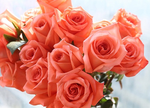 6朵香槟玫瑰的花语是什么意思