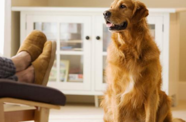 金毛养公的好还是母的好一点